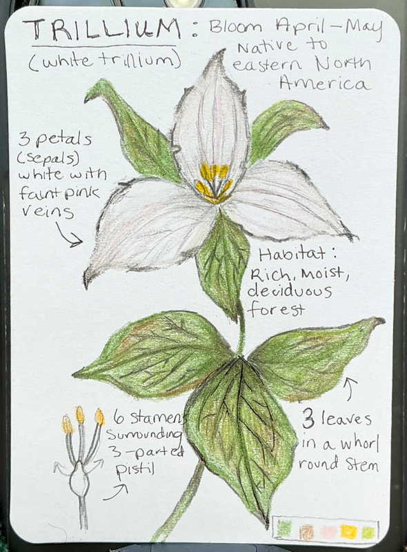 White Trillium Field Note aceo art card