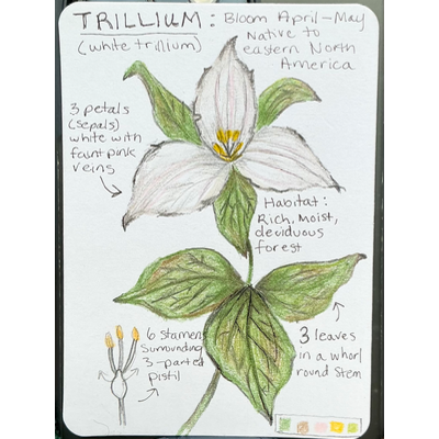 White Trillium Field Note aceo art card thumbnail 1