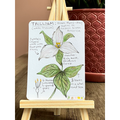 White Trillium Field Note aceo art card thumbnail 2