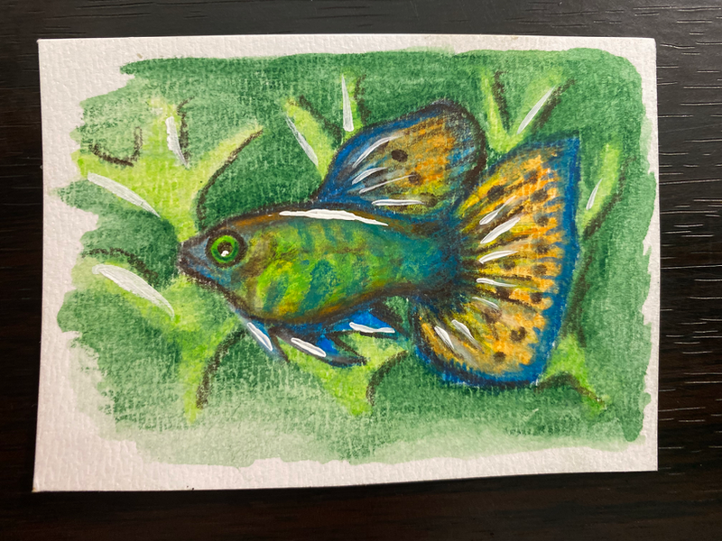 Color underwater aceo art card