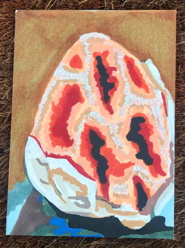 Mushroom #2 - Latticed Stinkhorn aceo art card