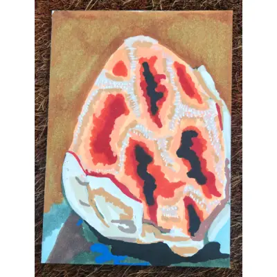 Mushroom #2 - Latticed Stinkhorn aceo art card thumbnail 1