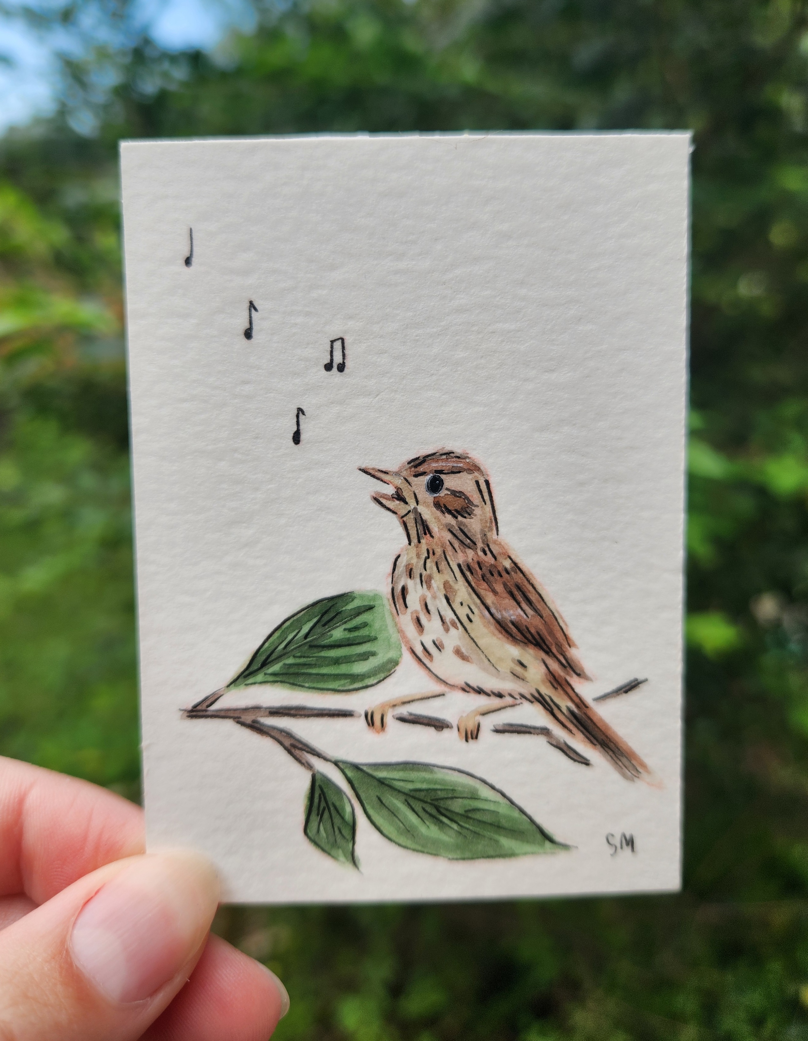 Song Sparrow aceo art card