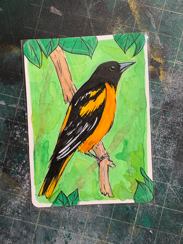 Baltimore Oriole aceo art card