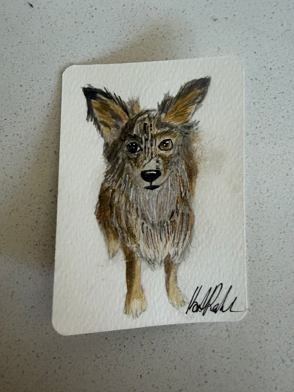 Portrait of Rocket aceo art card