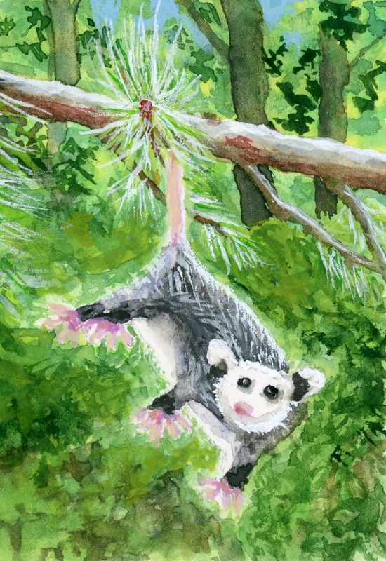 Baby Opossum aceo art card