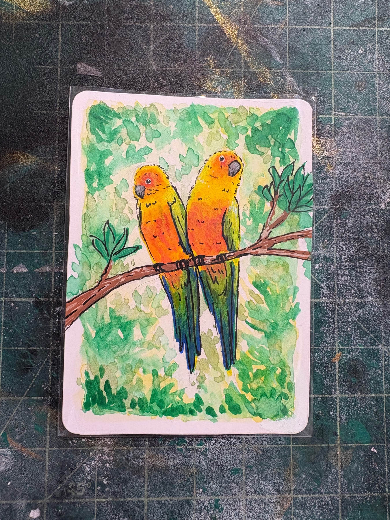 Sun Conure aceo art card