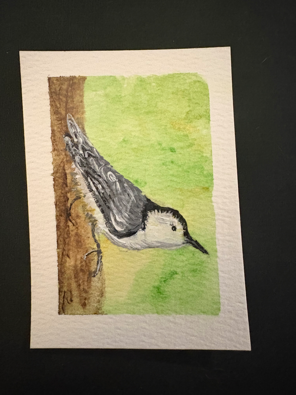 Nuthatch Bird aceo art card