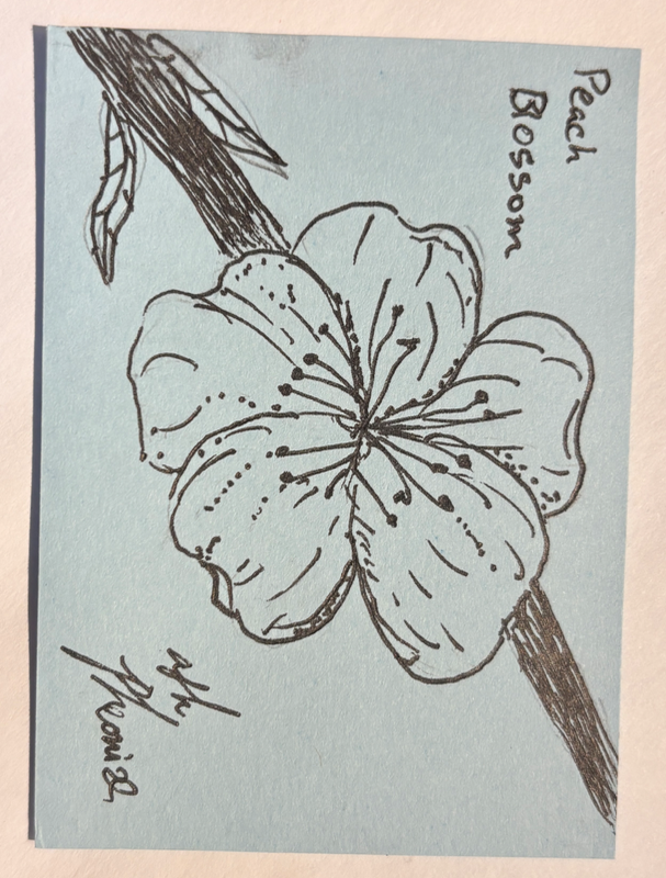 Peach Blossom 1 aceo art card