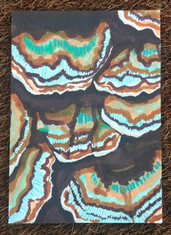 Mushrooms #8 - Turkey Tail aceo art card