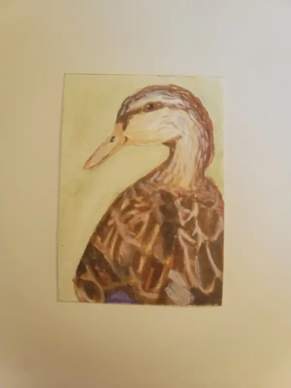Mottled Duck aceo art card