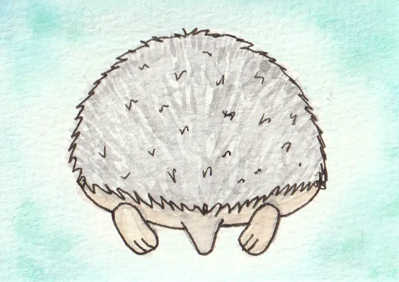 Hedgie Sploot aceo art card