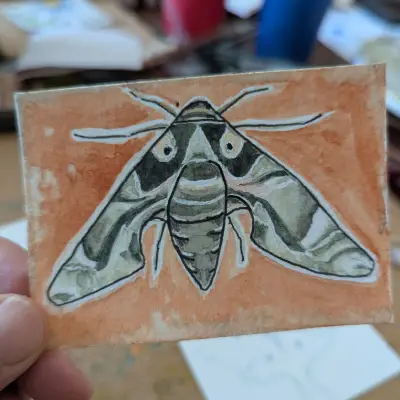 Oleander Hawk Moth aceo art card thumbnail 4