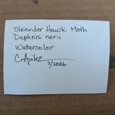 Oleander Hawk Moth aceo art card thumbnail 2