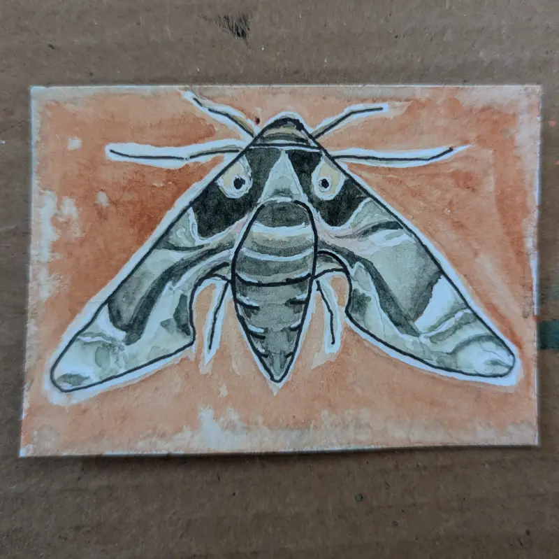 Oleander Hawk Moth aceo art card