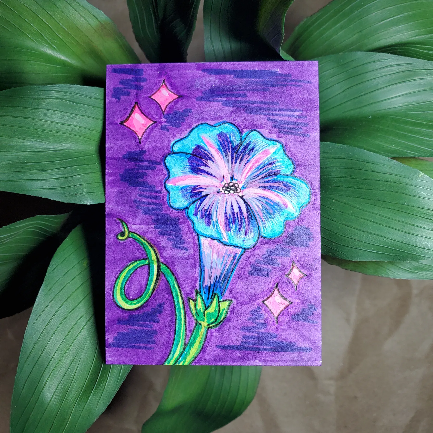 Summer Morning Glory aceo art card