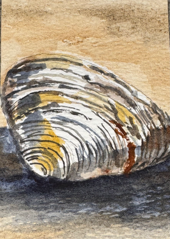 Sea shell aceo art card