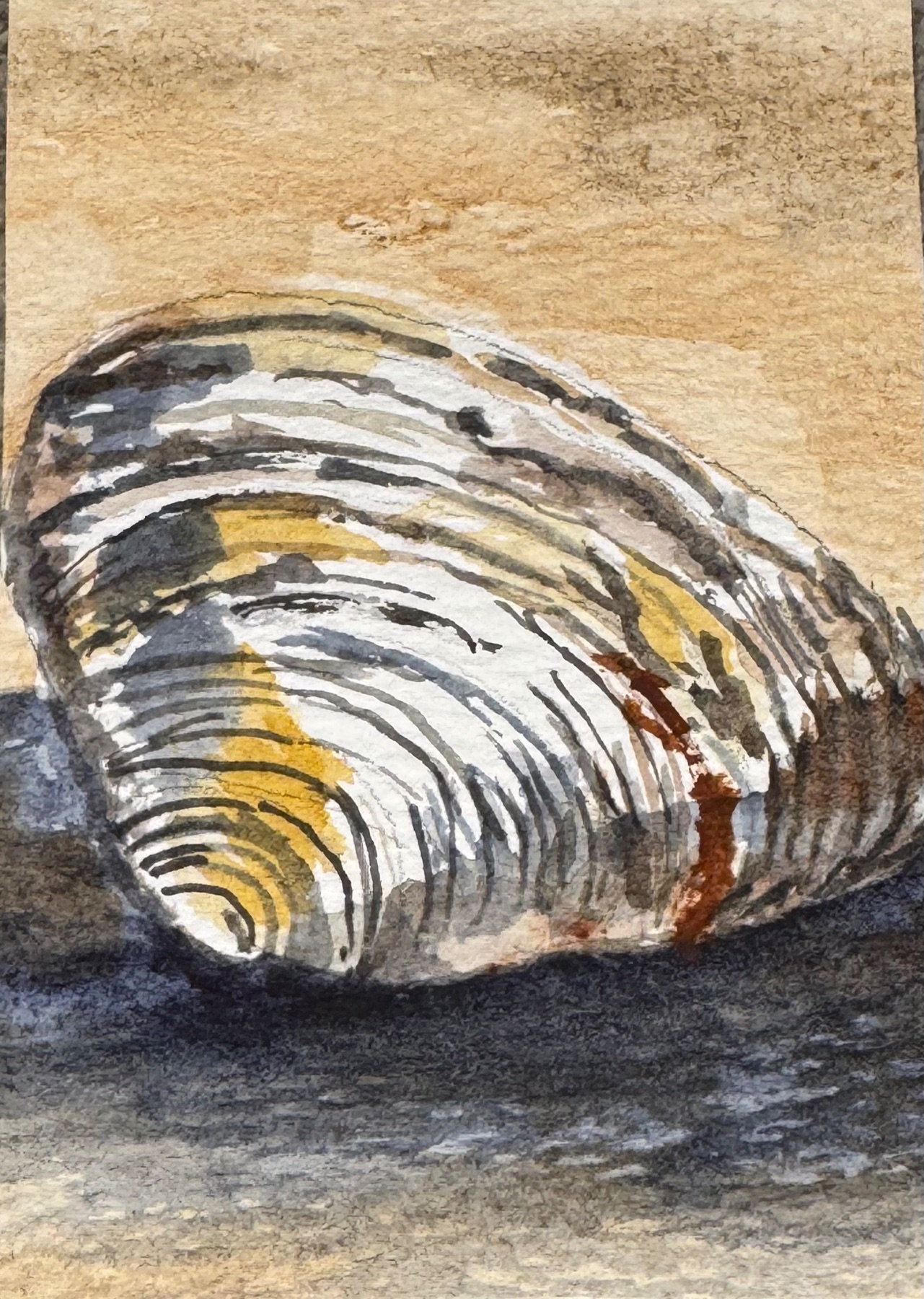 Sea shell aceo art card