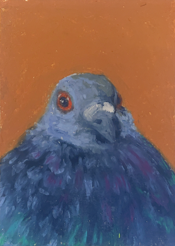 Pigeon aceo art card