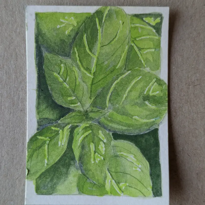 Basil aceo art card