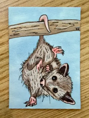 Opossum Just Hanging Around aceo art card thumbnail 1