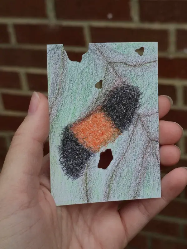 Wooly worm aceo art card