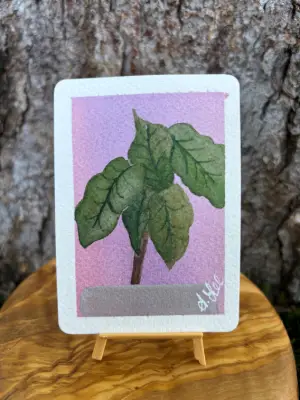 Elephant's Ear : Series III aceo art card thumbnail 2