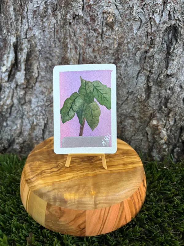 Elephant's Ear : Series III aceo art card