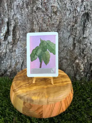 Elephant's Ear : Series III aceo art card thumbnail 1