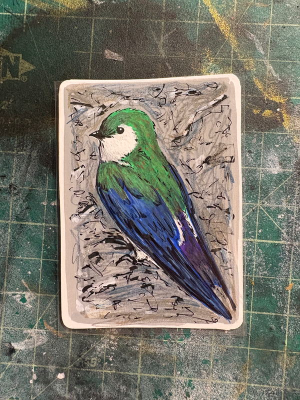 Violet-Green Swallow aceo art card