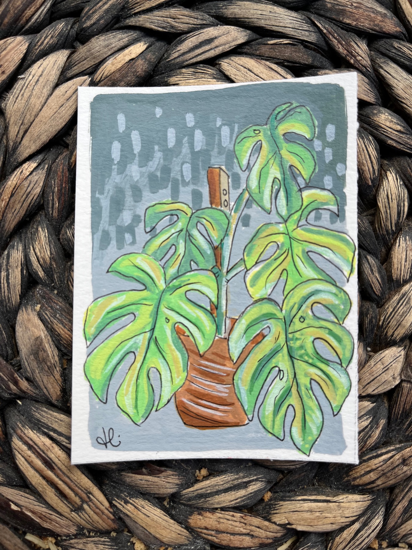 Swiss Cheese Plant - Mini Monstera aceo art card