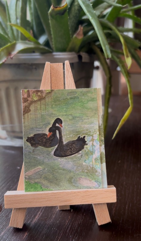 Black swans aceo art card