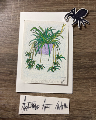 Spider Plant |color pencil aceo art card thumbnail 2