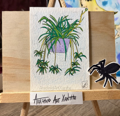 Spider Plant |color pencil aceo art card thumbnail 1