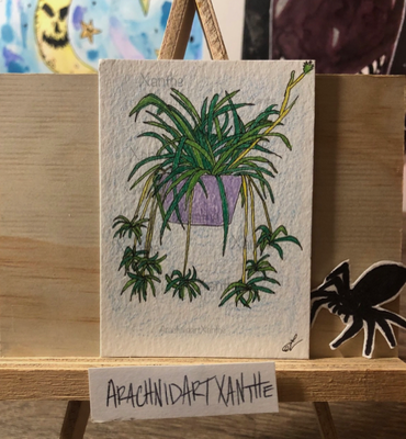 Spider Plant aceo art card thumbnail 1