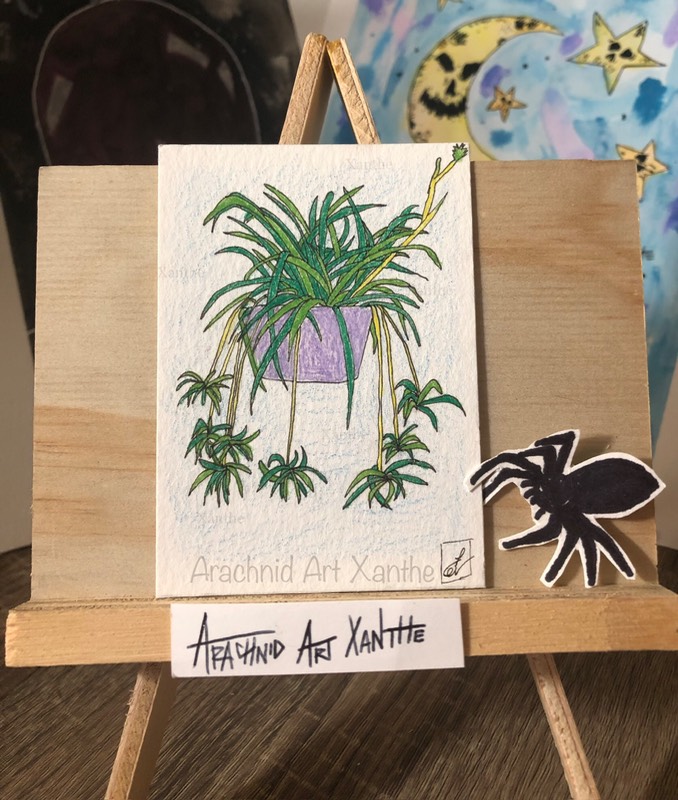 Spider Plant |color pencil aceo art card