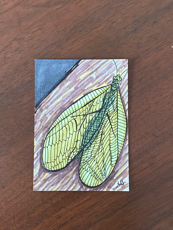 Lacewing aceo art card