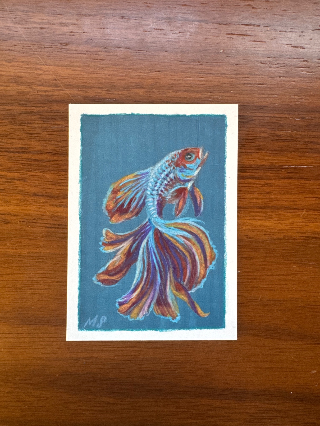 Blue Betta aceo art card