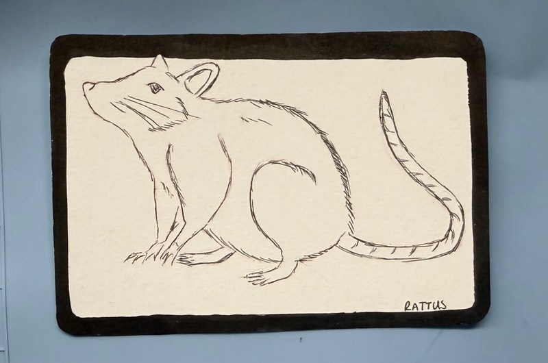 Rat/Rattus/Inked sketch aceo art card