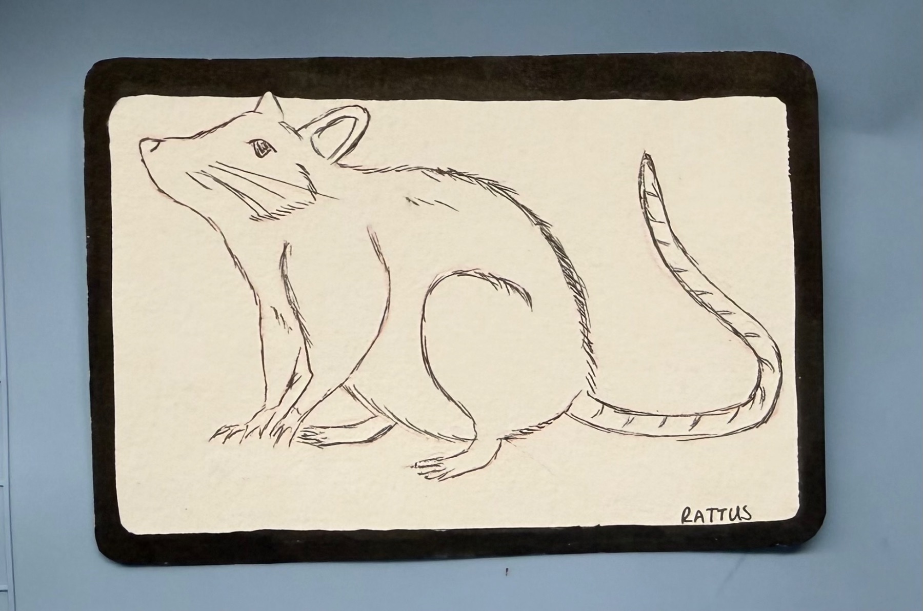 Rat/Rattus/Inked sketch aceo art card