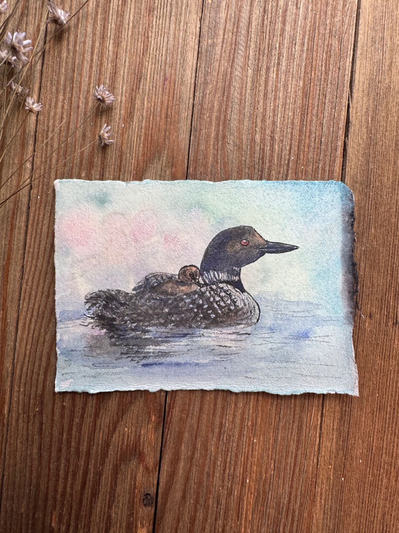 ACEO Original, Loon and Baby, Watercolor Shimmer Flower BG by Melissa Sharp aceo art card
