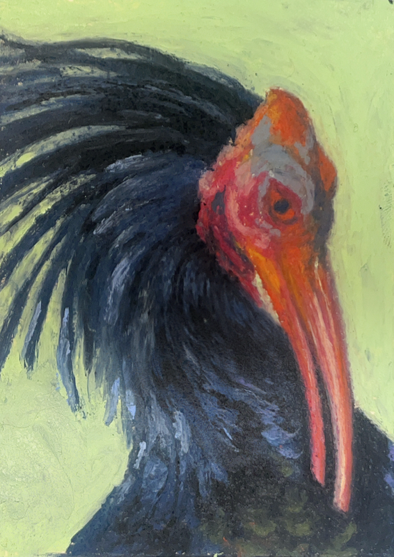 Bald Ibis aceo art card