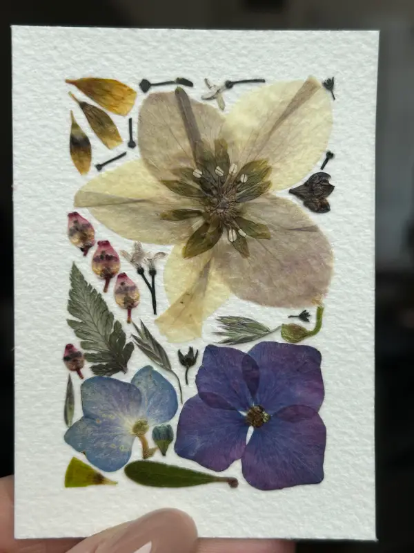 Pressed Flowers #12 (Floral Series) aceo art card