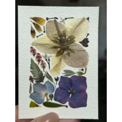 Pressed Flowers #12 (Floral Series) aceo art card thumbnail 2