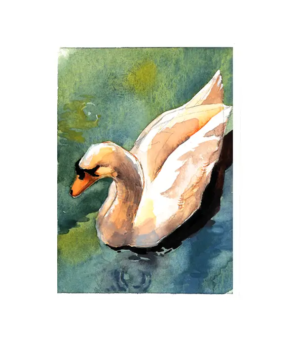 Swan in Lucerne, Watercolor aceo art card
