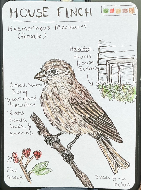 House Finch Field Note aceo art card