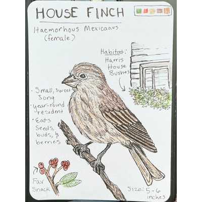 House Finch Field Note aceo art card thumbnail 1
