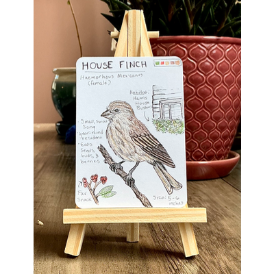 House Finch Field Note aceo art card thumbnail 2