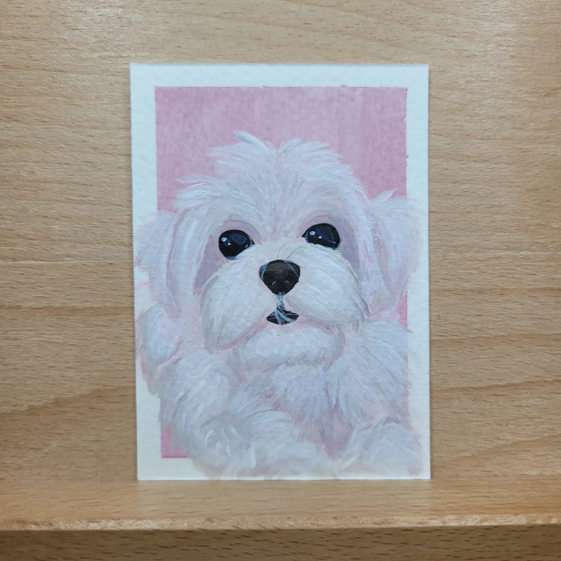 Maltese aceo art card