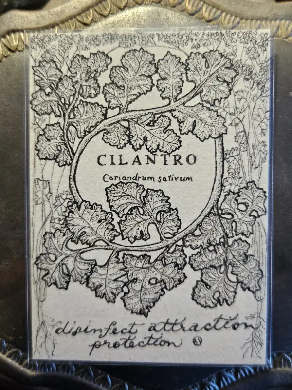 CILANTRO Scientific Name & Common Uses Witchy Herbs Collection 3/12 aceo art card